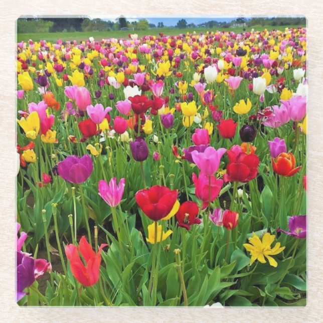 Tulip Field, Oregon Glasuntersetzer (Vorderseite)