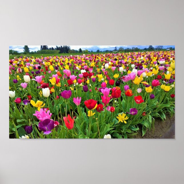 Tulip Field, Oregon Poster (Vorne)
