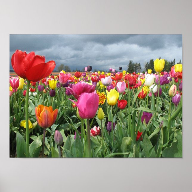 Tulip Field Print Poster (Vorne)