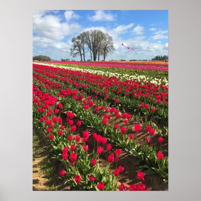 Tulip Field with Kite, Oregon Poster (Vorne)