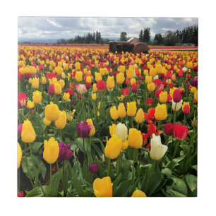 Tulip Field with Old Traktor, Oregon Fliese