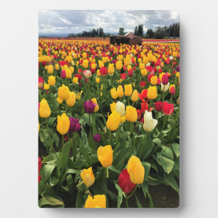 Tulip Field with Old Traktor, Oregon Fotoplatte
