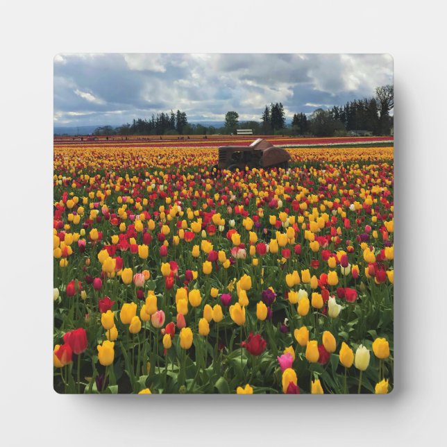 Tulip Field with Old Traktor, Oregon Fotoplatte (Vorderseite)