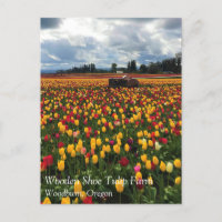 Tulip Field with Old Traktor, Oregon Postcard
