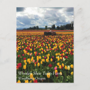 Tulip Field with Old Traktor, Oregon Postcard Postkarte
