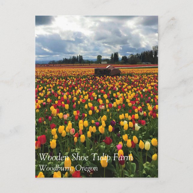 Tulip Field with Old Traktor, Oregon Postcard Postkarte (Vorderseite)