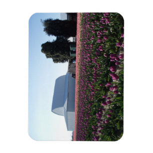 Tulip Fields Akrylic Print Magnet