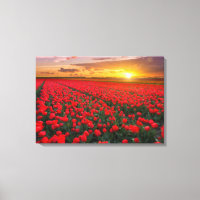 Tulip Fields bei Sunset in den Niederlanden