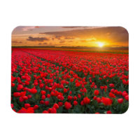 Tulip Fields bei Sunset in den Niederlanden