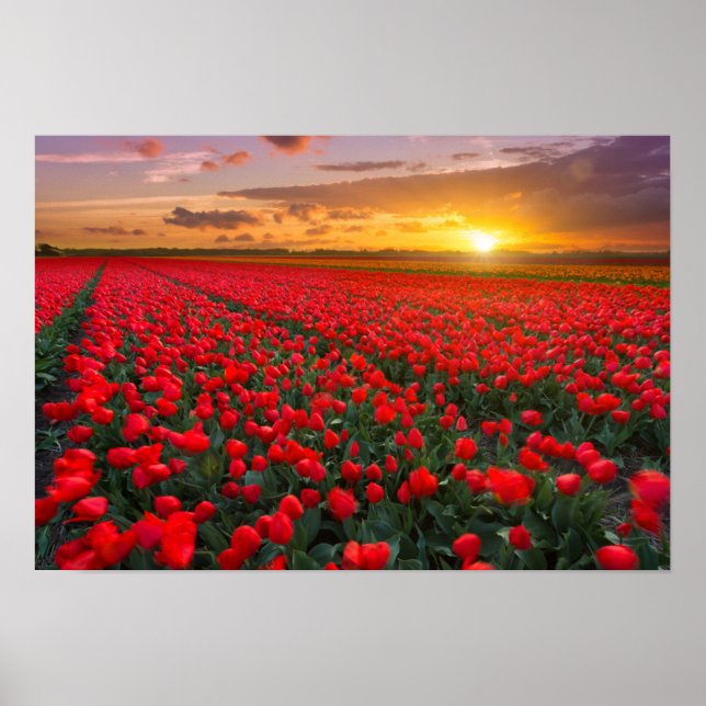Tulip Fields bei Sunset in den Niederlanden Poster (Vorne)