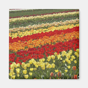 Tulip Fields, in der Nähe von Tapanui, West Otago, Magnet
