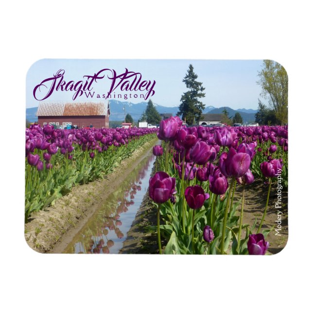 Tulip Fields (Lila) & Barn (Skagit Valley) Magnet (Horizontal)
