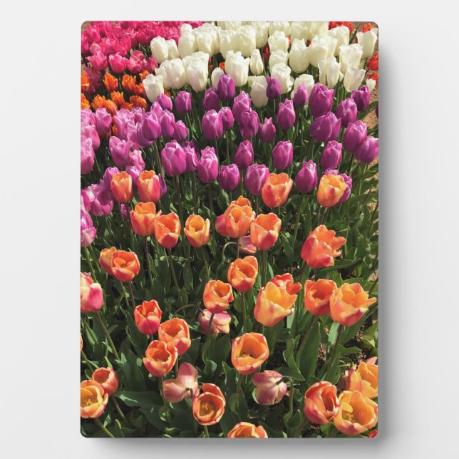 Tulip Garden Bed. Oregon Fotoplatte (Vorderseite)