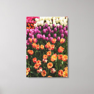 Tulip Garden Bed. Oregon Leinwanddruck