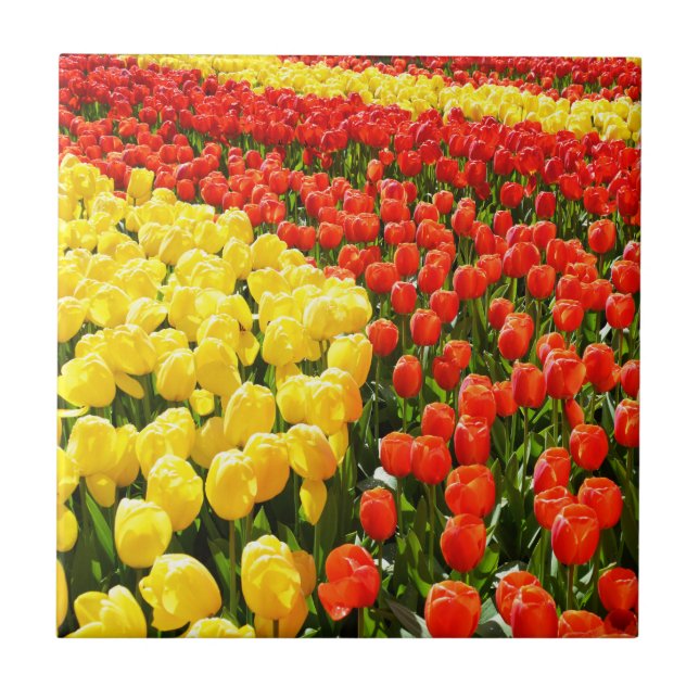 Tulip Garden Fliese (Vorderseite)