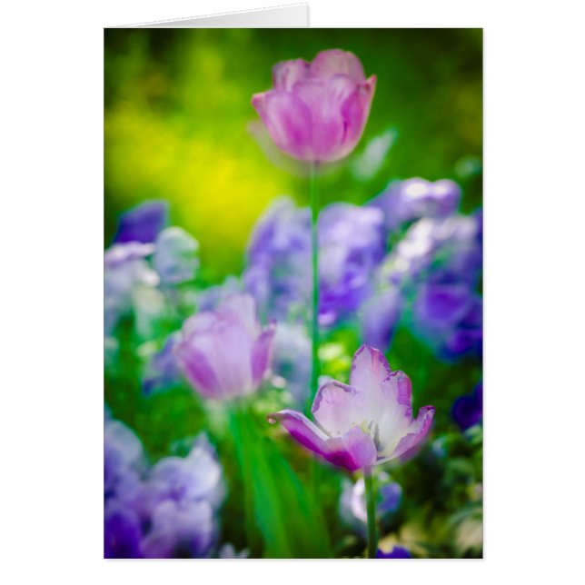 Tulip garden, Giverny, Frankreich (Vorne)