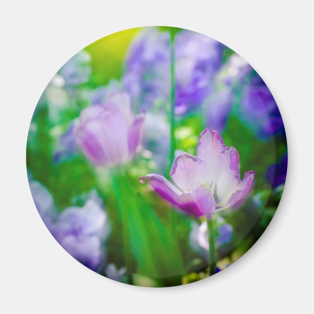 Tulip garden, Giverny, Frankreich Magnet (Vorne)