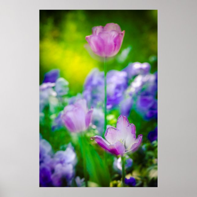 Tulip garden, Giverny, Frankreich Poster (Vorne)