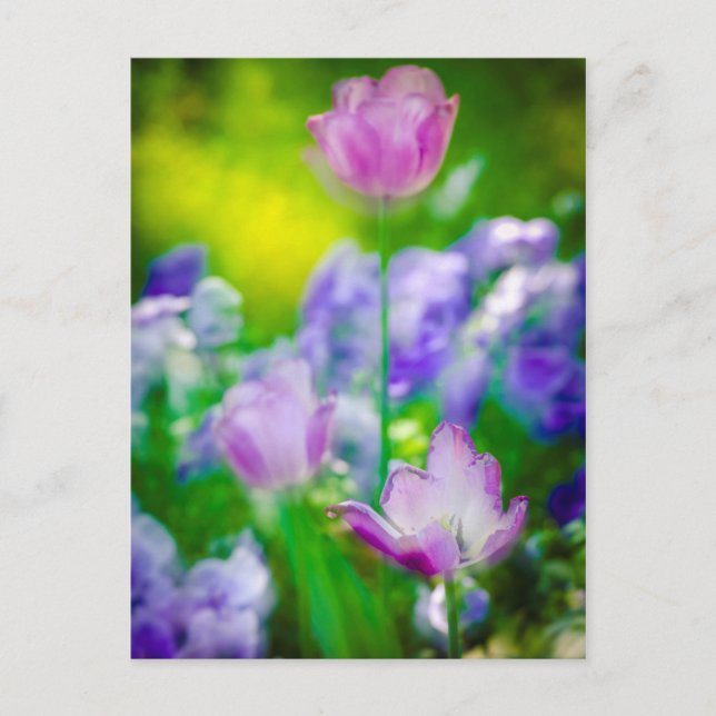 Tulip garden, Giverny, Frankreich Postkarte (Vorderseite)