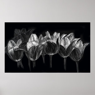 Tulip Garden Schwarz-weiß Scratchboard Poster