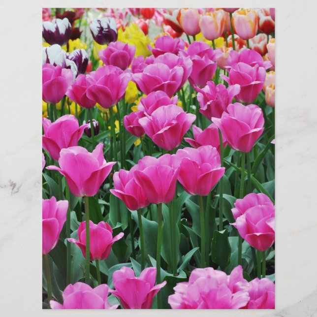 Tulip Garden Scrapbook Paper (Vorderseite)
