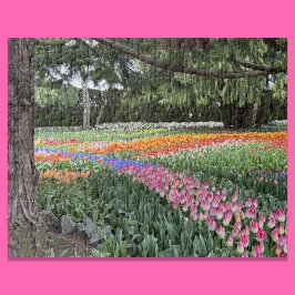 Tulip-Garten-Puzzle Skagit Valley Washington Puzzle