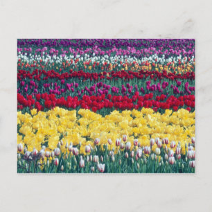 Tulip-Gartenanlage im Skagit-Landkreis, Postkarte