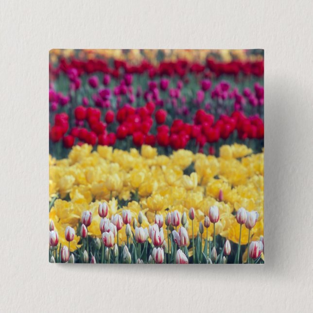 Tulip-Gartenanlage im Skagital, Button (Vorderseite)