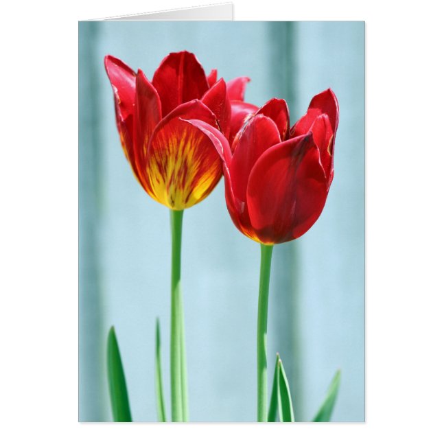 Tulip Grußkarte (Vorne)