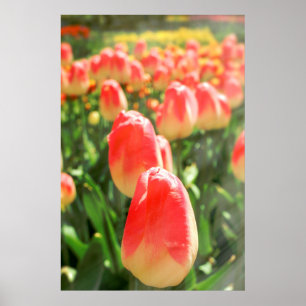 Tulip Heaven Poster