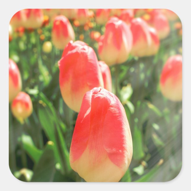 Tulip Heaven Quadratischer Aufkleber (Vorderseite)