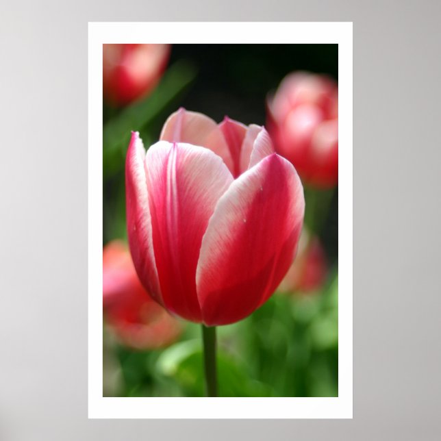 Tulip im Frühjahr Poster (Vorne)