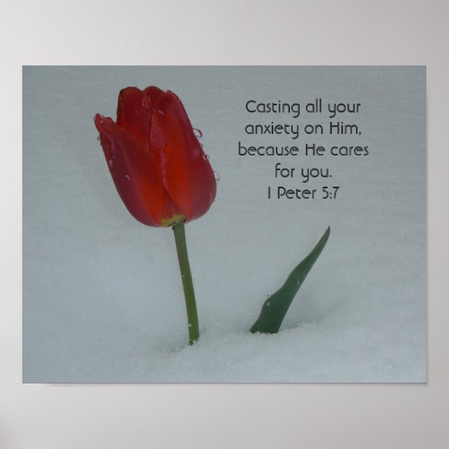 Tulip im Schnee Poster (Vorne)