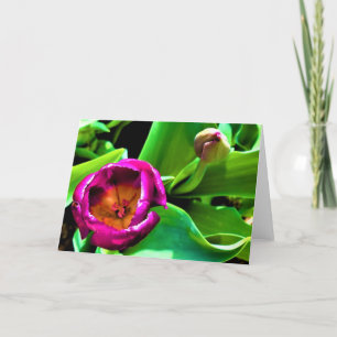 Tulip Karte