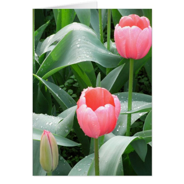 Tulip-Karte (Vorne)