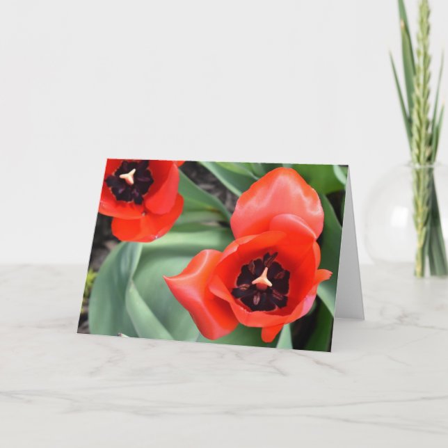 Tulip Karte (Vorderseite)