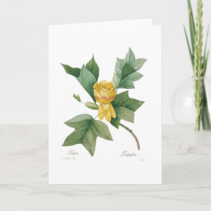 Tulip Karte