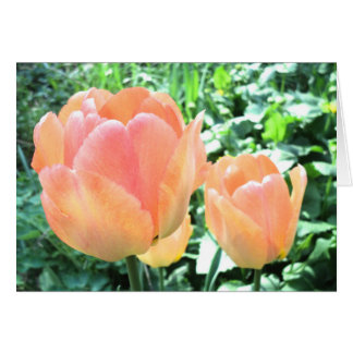 Tulip Karte