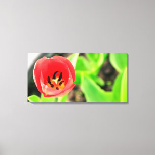 Tulip Leinwanddruck