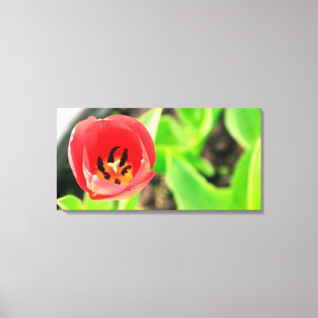Tulip Leinwanddruck (Vorderseite)