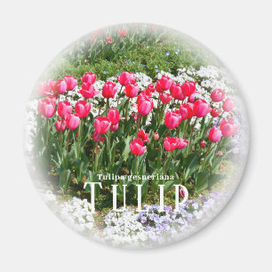 Tulip Magnet