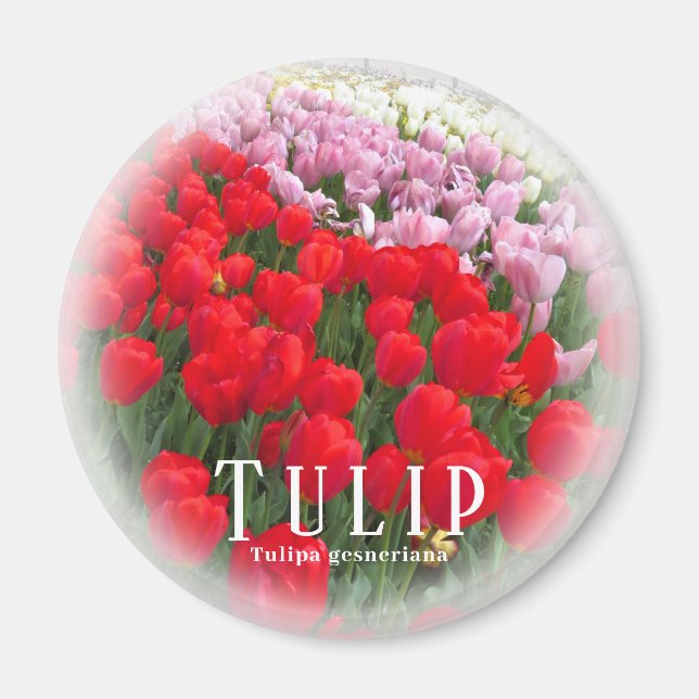 Tulip Magnet (Vorne)