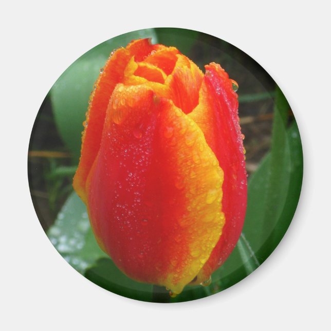 Tulip Magnet (Vorne)