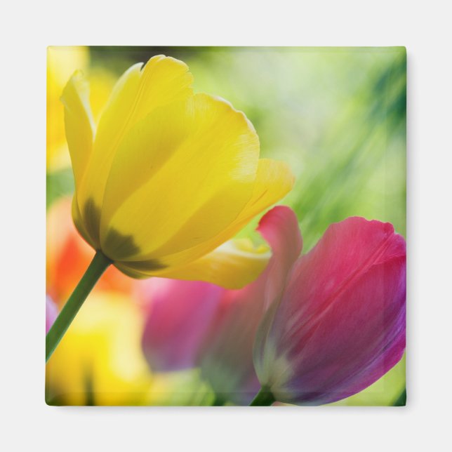 Tulip-Magnet Magnet (Vorne)