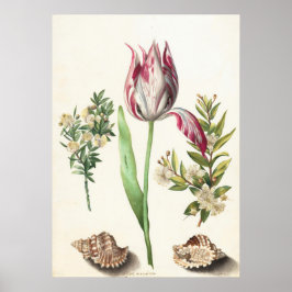 Tulip mit Muscheln Botanische Illustration Poster