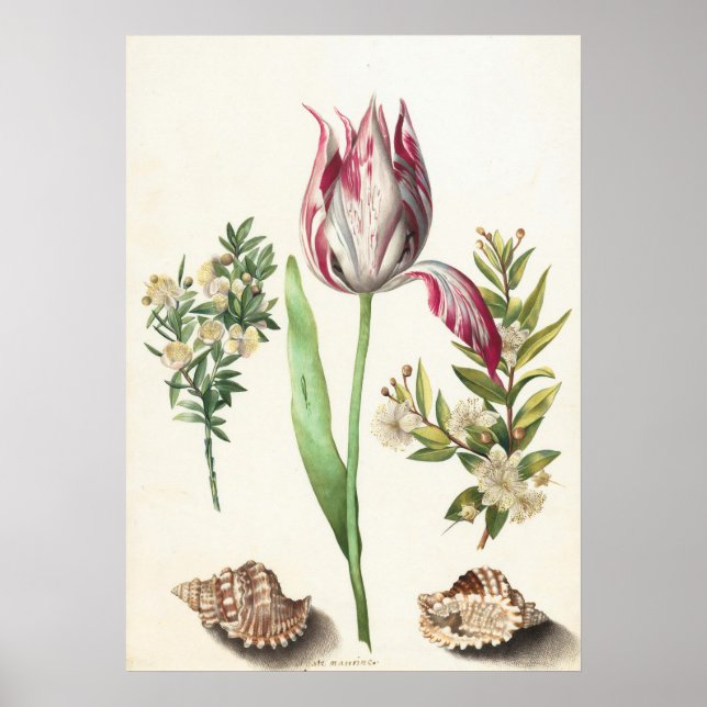 Tulip mit Muscheln Botanische Illustration Poster (Vorne)