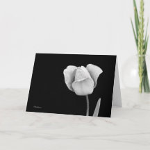 Tulip mit Regentropfen in schwarz-weiß