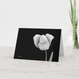 Tulip mit Regentropfen in schwarz-weiß Karte