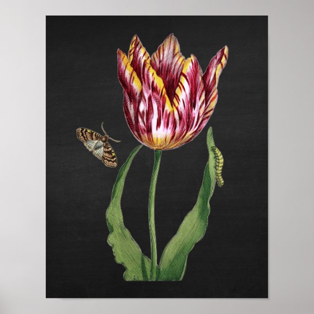 Tulip mit Schwarzen Chalkboard Bild Hintergrund Nr Poster (Vorne)