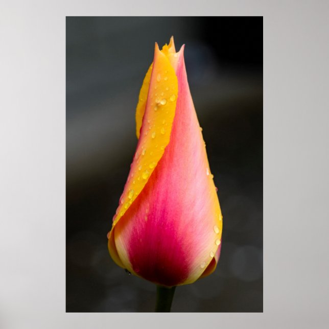 Tulip mit Wassertröpfchen 2 Poster (Vorne)